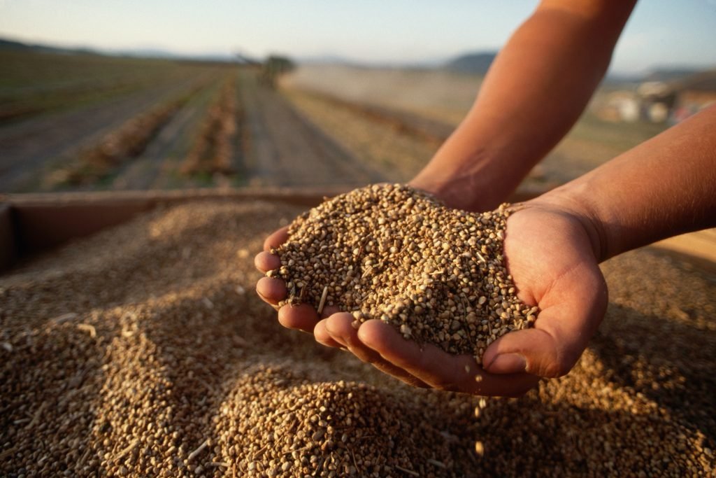 The seed market in the hands of multinationals: why we should be worried